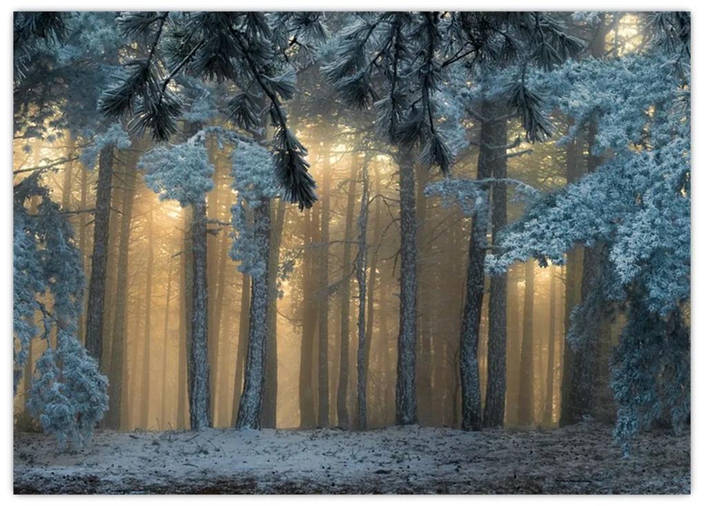 Obraz zasneženého lesa (70x50 cm)