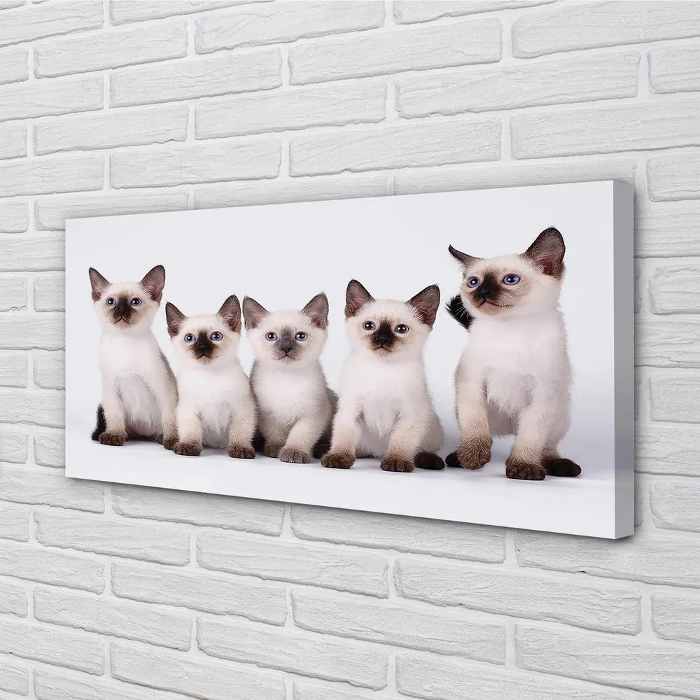 Obraz na plátne malé mačky 140x70 cm
