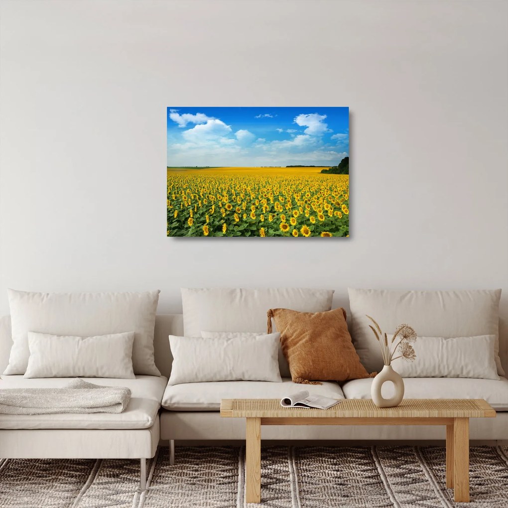 Sklenený obraz - pás slnečníc (70x50 cm)