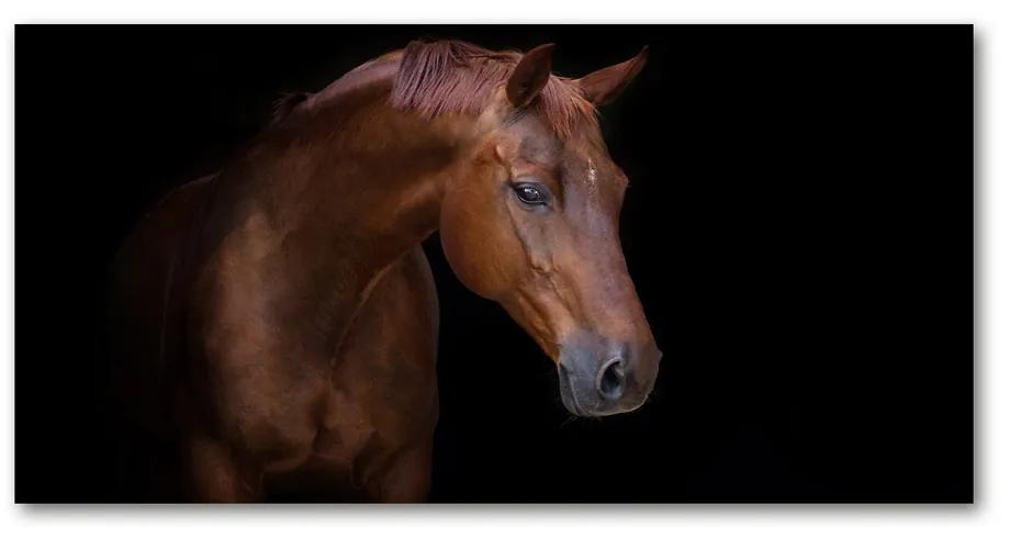 Foto obraz akrylový na stenu Hnedý kôň pl-oa-140x70-f-114030424