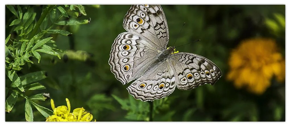 Obraz - biely motýľ (120x50 cm)