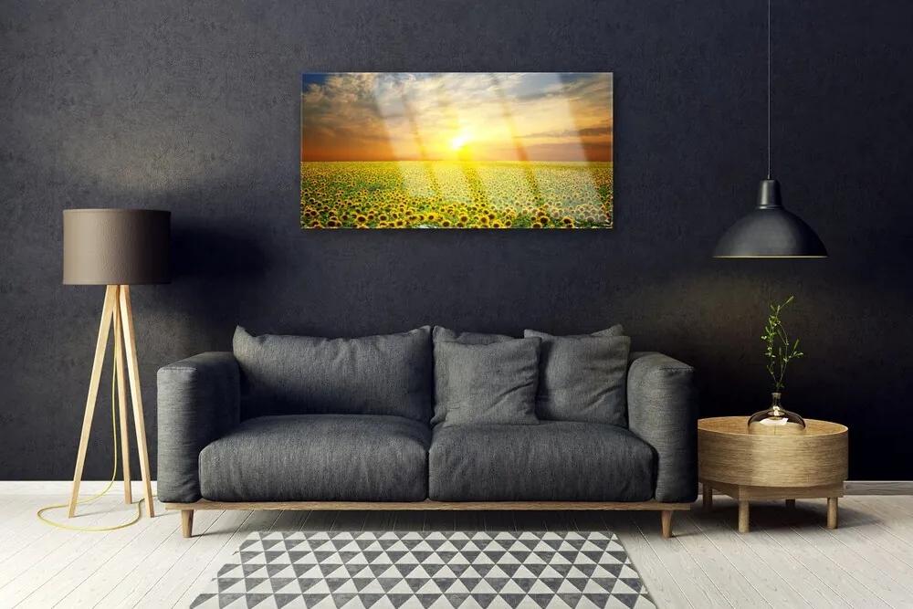 Skleneny obraz Slnko lúka slnečnica 120x60 cm