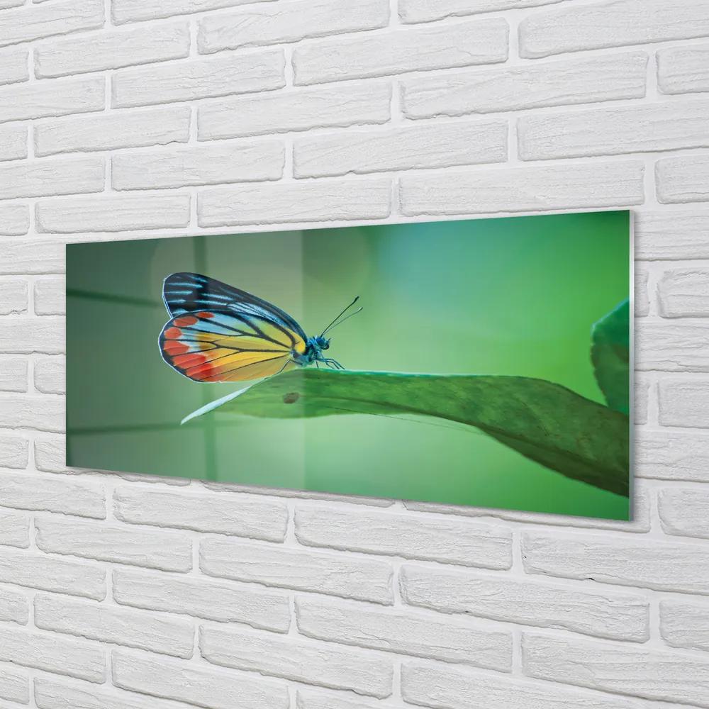 Obraz na akrylátovom skle Farebný motýľ krídlo 120x60 cm