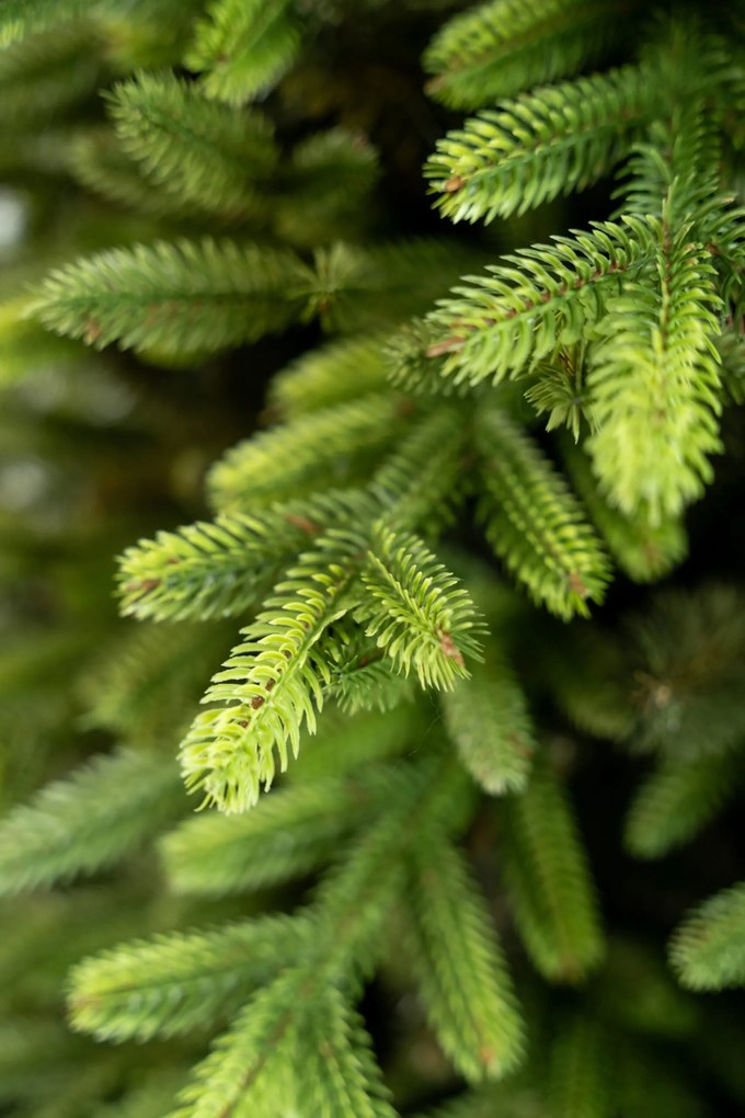 Limpol Vianočný stromček Exclusive Premium Výška stromčeka: 170 cm