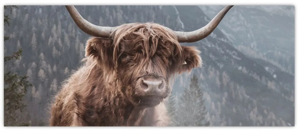 Obraz - Highlander krava (120x50 cm)