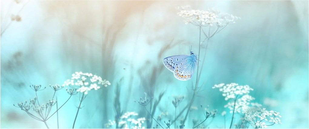 Obraz - Motýlik v modrom (120x50 cm)