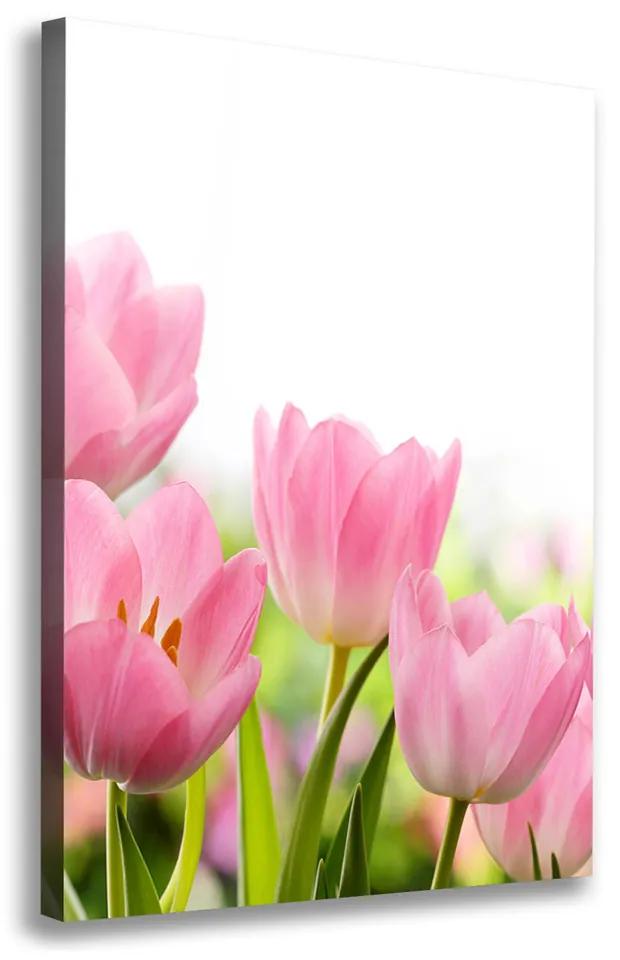 Foto obraz na plátne Ružové tulipány pl-oc-70x100-f-76412458