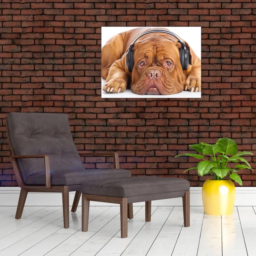 Obraz psa so slúchadlami (70x50 cm)