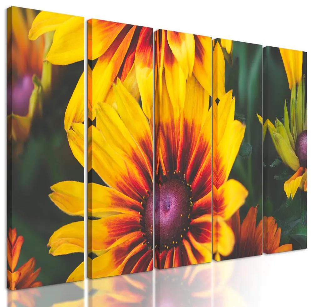 5-dielny obraz pestrofarebný kvet rudbekie