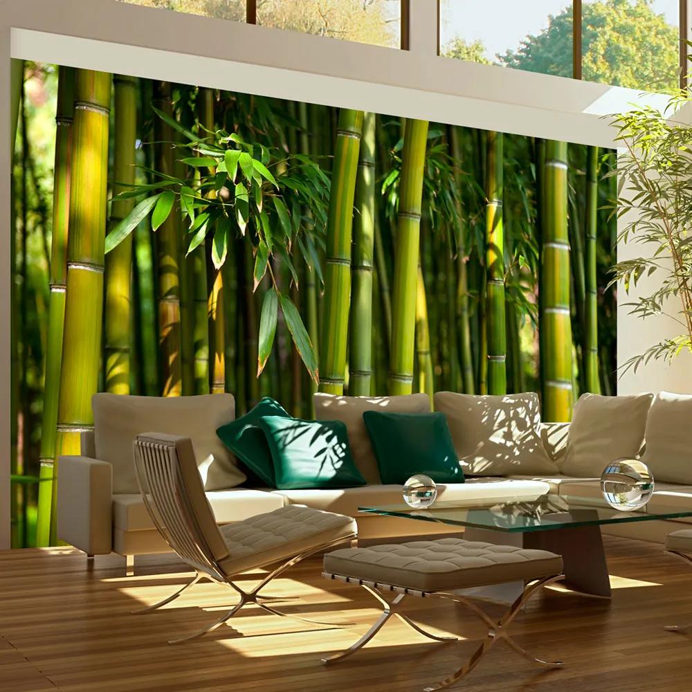 Fototapeta XXL Bimago - Asijské bambusové lesy + lepidlo zadarmo 450x270  cm