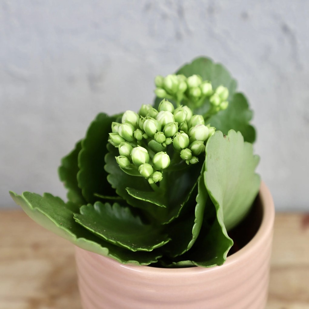 Kalanchoe Grandiva biele