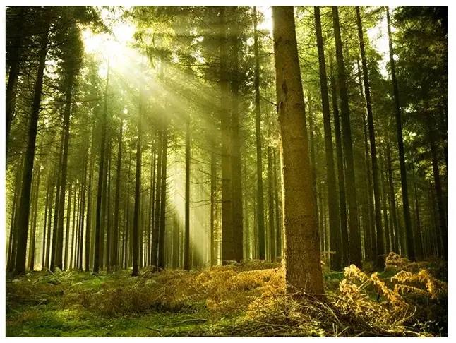 Fototapeta - Pine forest Veľkosť: 200x154, Verzia: Premium