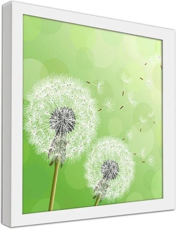 CARO Obraz v ráme - Dandelion On A Green Background Biela 20x20 cm