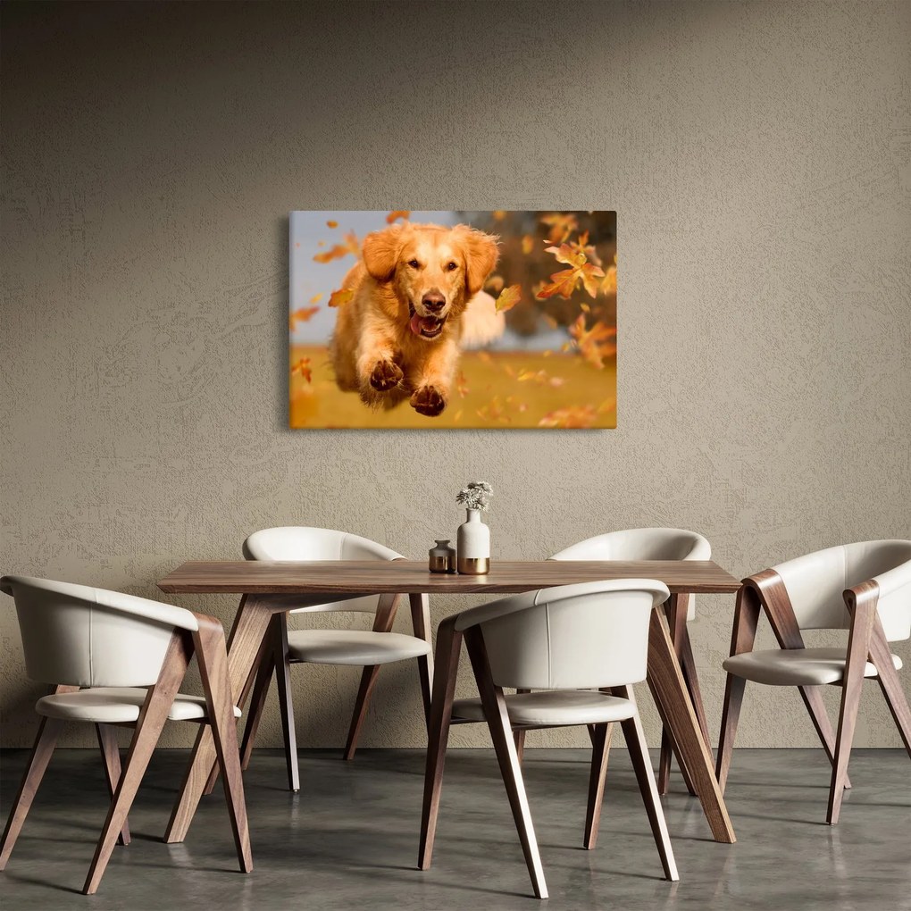 Obraz - Zlatý retriever (90x60 cm)
