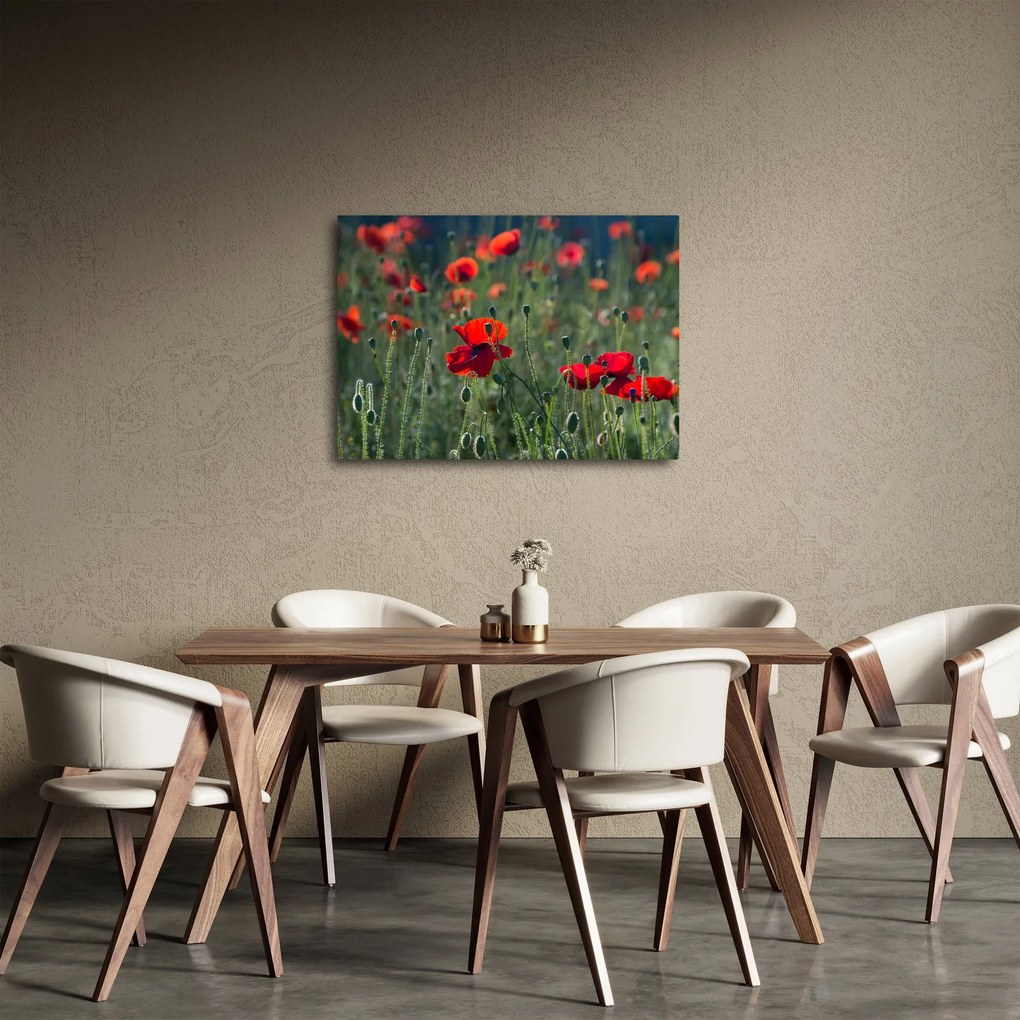 Obraz - Lúka s vlčími makmi (70x50 cm)