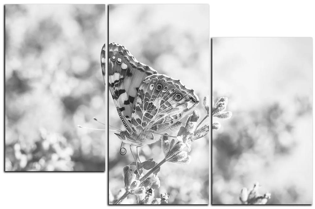 Obraz na plátne - Motýľ na levandule 1221QD (90x60 cm)