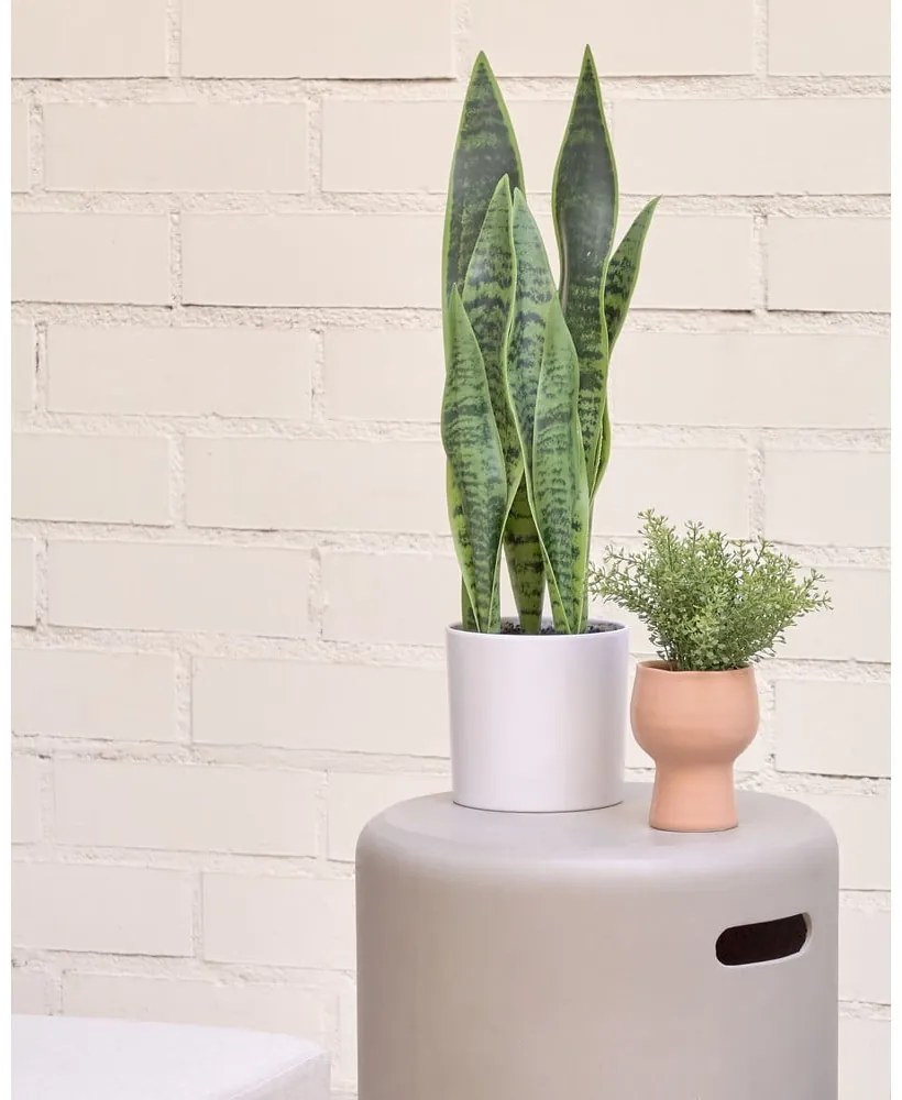 Umelá rastlina (výška 55 cm) Sansevieria – Kave Home