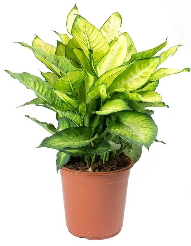 Dieffenbachia Summer Style 19x50 cm