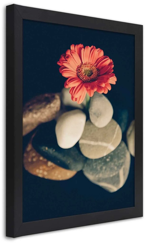 Gario Plagát Gerbera a kamene Farba rámu: Bez rámu, Rozmery: 40 x 60 cm