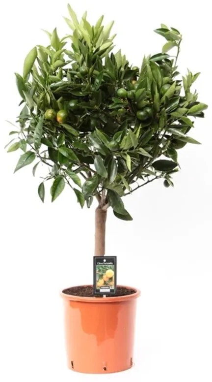 Citrus reticulata Clementine mandarin 22x85 cm