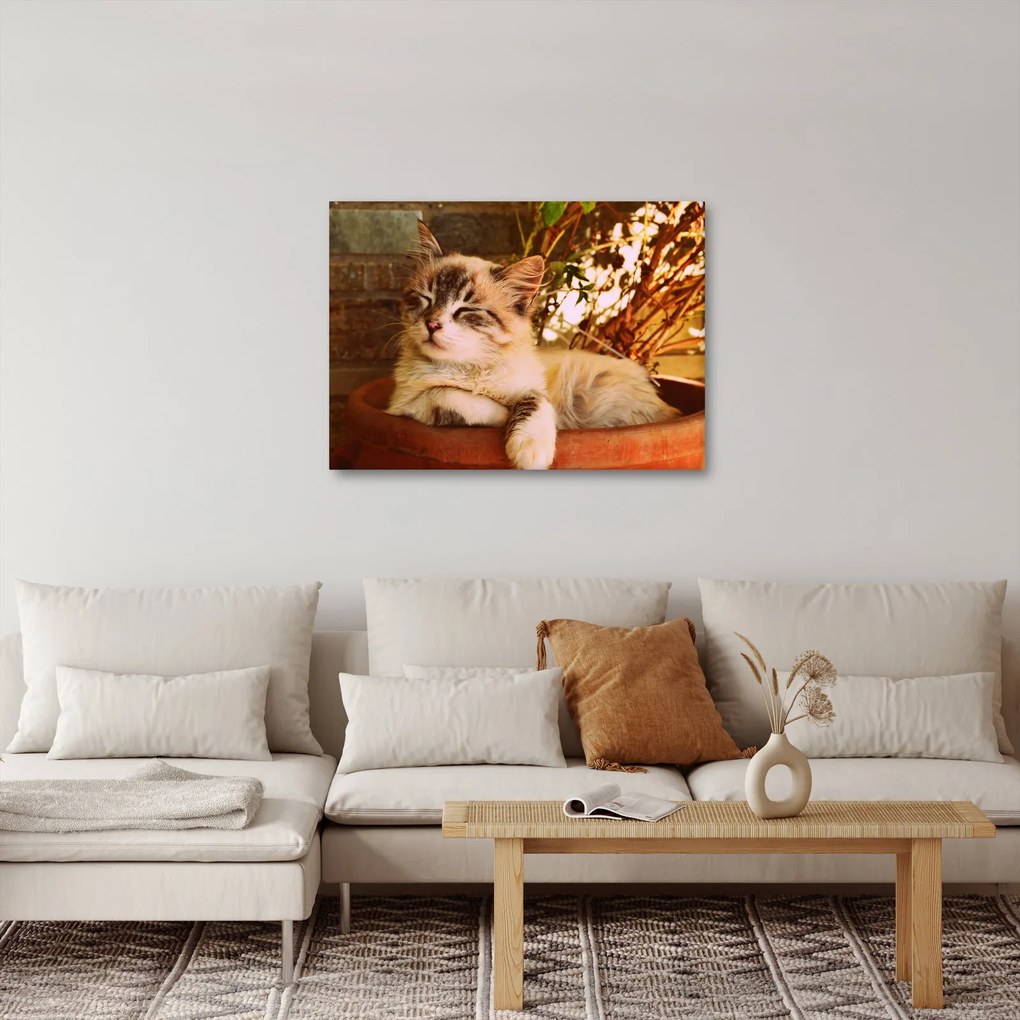 Obraz mačky v kvetináči (70x50 cm)