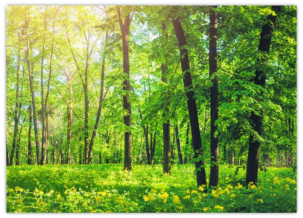 Sklenený obraz - Jarný listnatý les (70x50 cm)