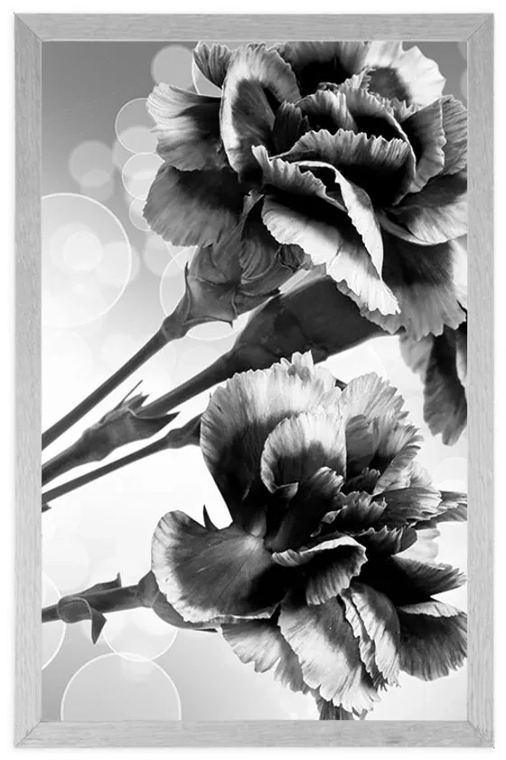 Plagát kvet karafiátu v čiernobielom prevedení - 60x90 black