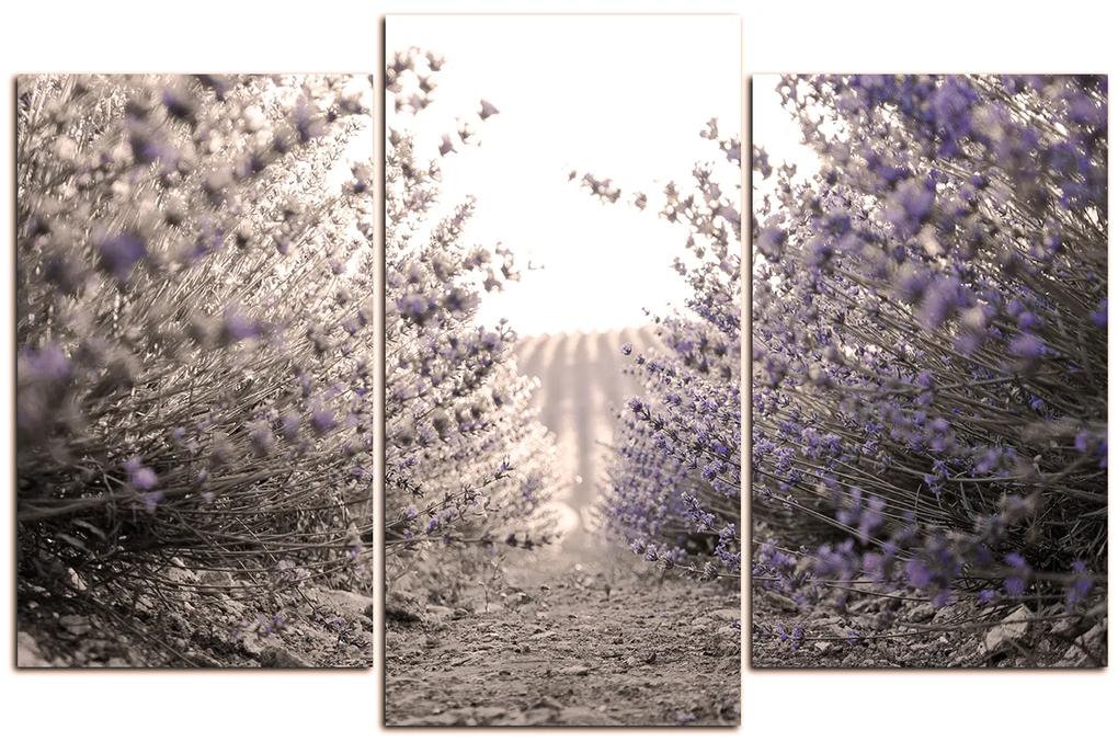 Obraz na plátne - Cestička medzi levanduľovými kríkmi 166FC (150x100 cm)