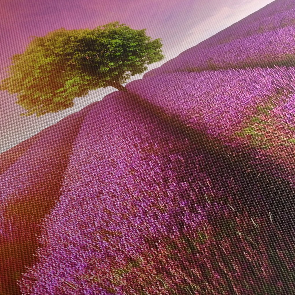 Obraz poľa s levanduľami (70x50 cm)