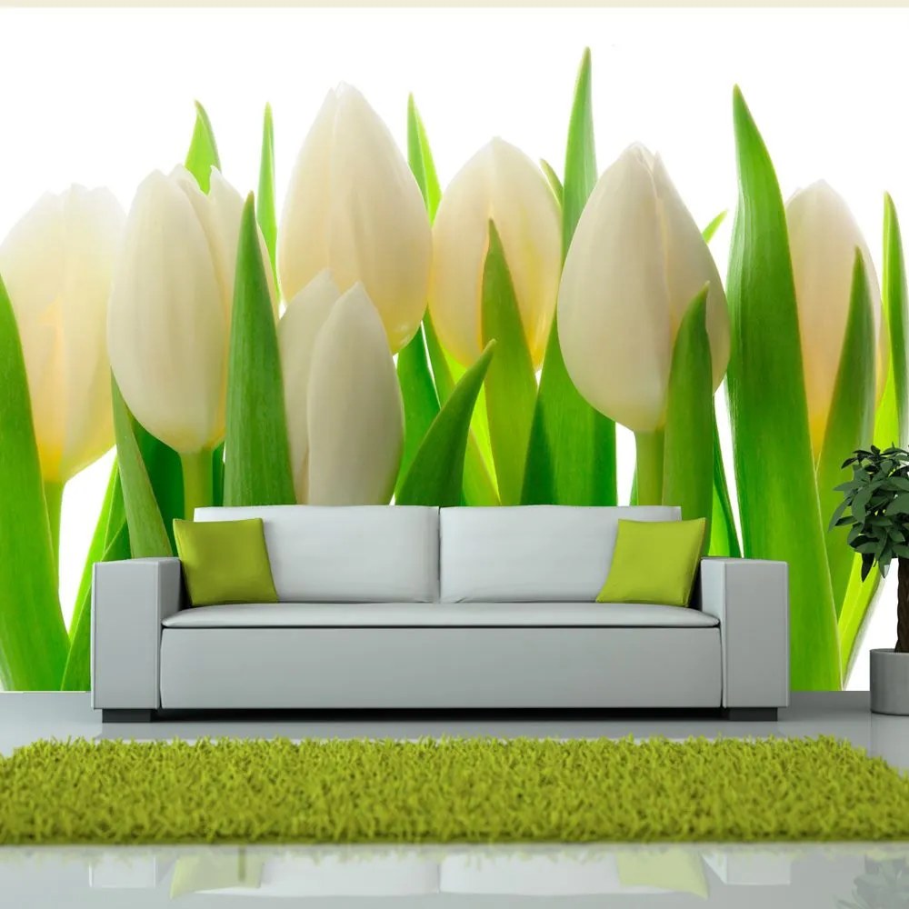 Fototapeta - White tulips 200x154