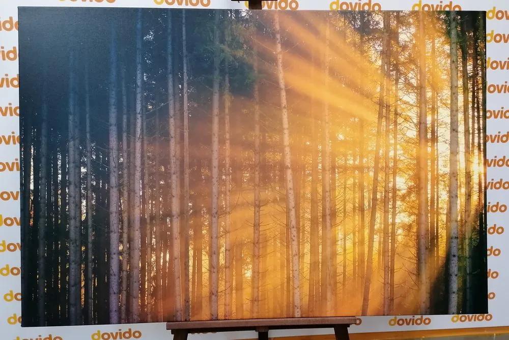 Obraz slnko vykúkajúce pomedzi stromy