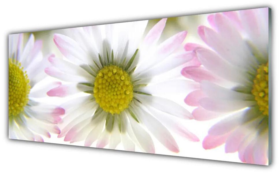 Obraz na akrylátovom skle Sedmokráska rastlina príroda 125x50 cm