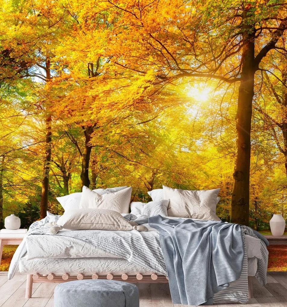 Fototapeta, Podzimní les na slunci - 250x250 cm