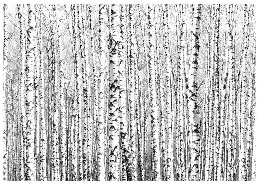 Artgeist Fototapeta - Birch forest Veľkosť: 100x70, Verzia: Premium