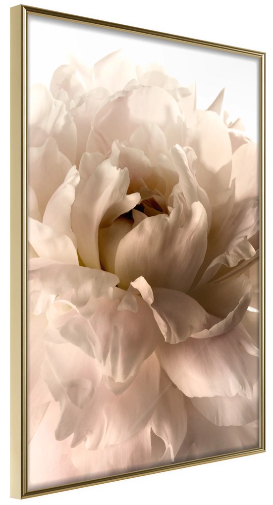 Artgeist Plagát - Soft Petals [Poster] Veľkosť: 30x45, Verzia: Zlatý rám s passe-partout