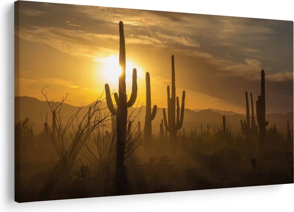 Obraz - Kaktusy Saguaro (90x60 cm)