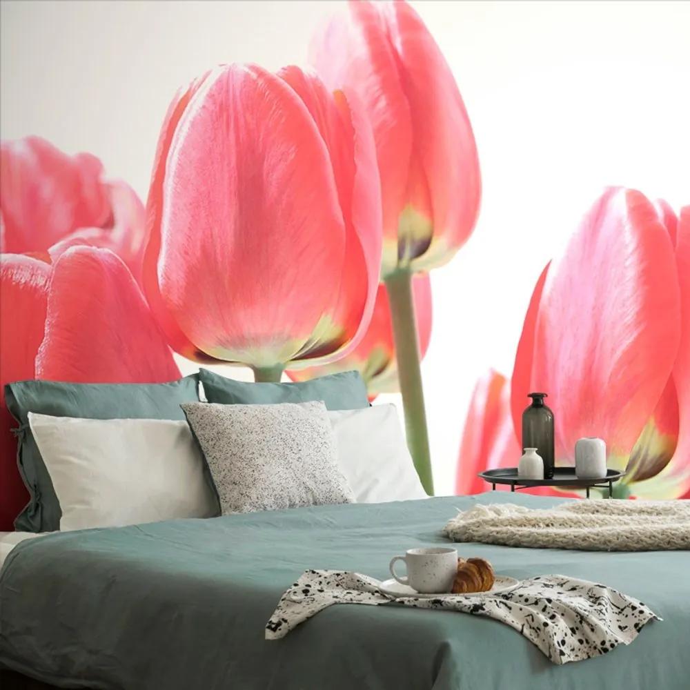 Fototapeta červené poľné tulipány - 225x150