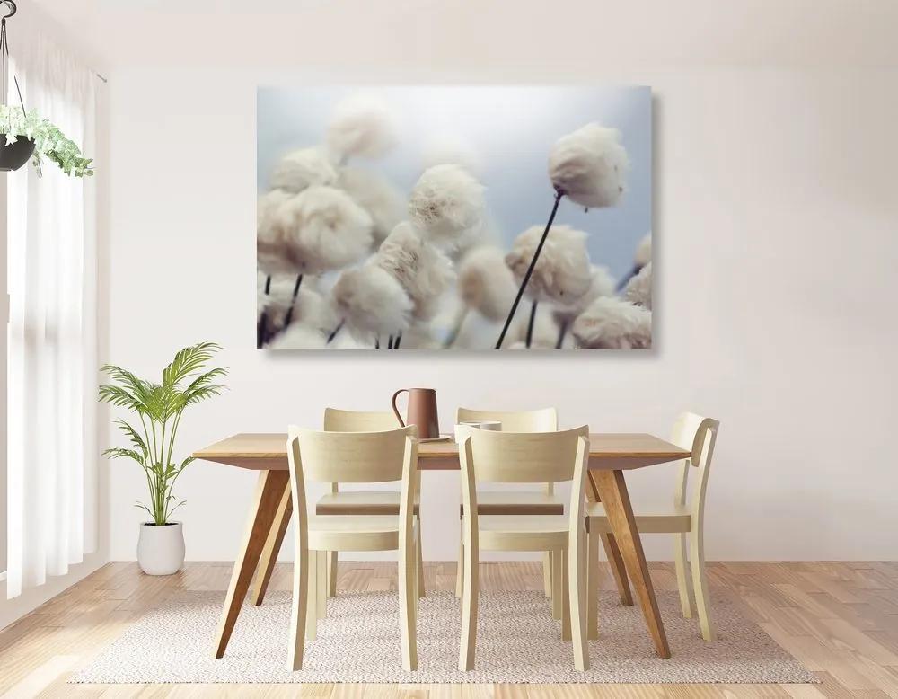 Obraz arktické kvety bavlny Varianta: 120x80