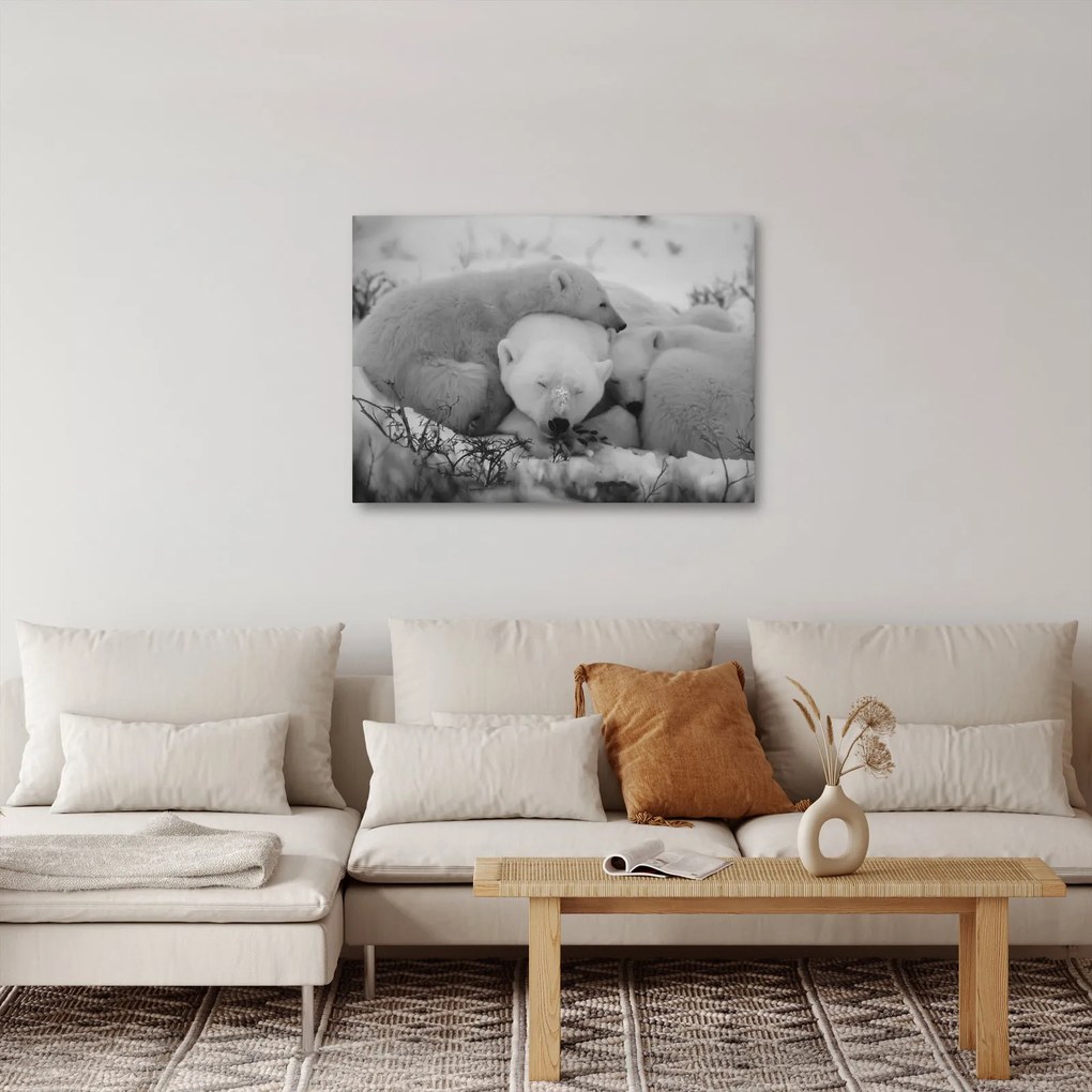 Obraz - Ľadové medvedíky, čiernobiela (70x50 cm)