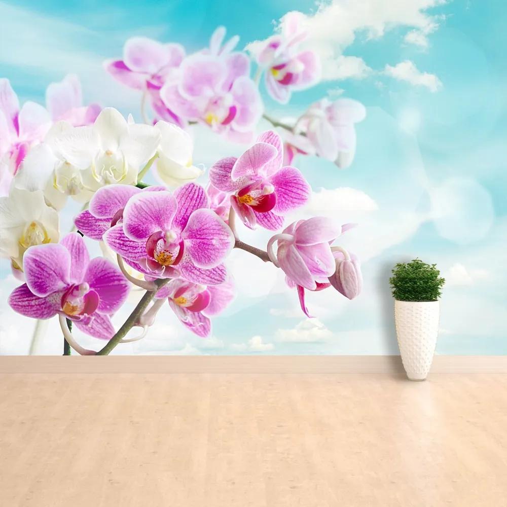 Fototapeta Vliesová Orchidey modrá 312x219 cm