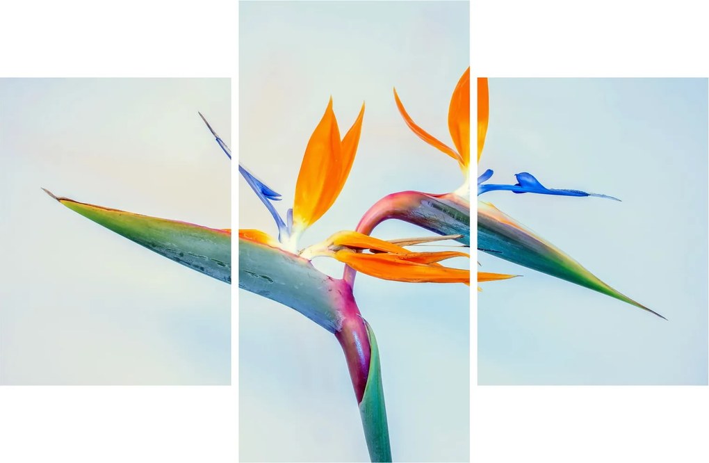Obraz kvetu Strelícia (90x60 cm)