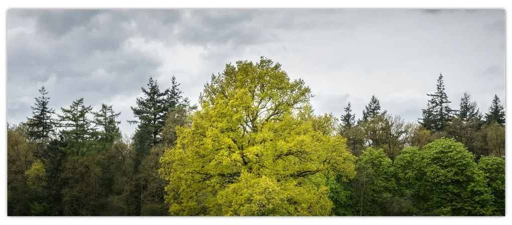 Obraz zeleného stromu uprostred poľa (120x50 cm)