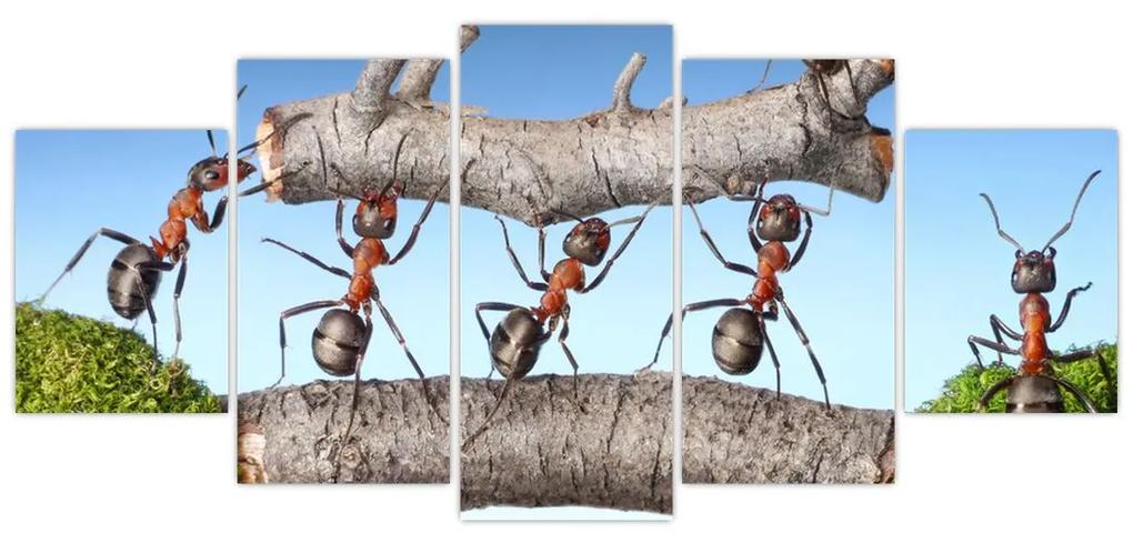 Obraz mravcov
