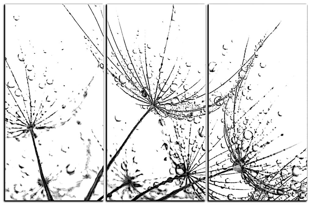 Obraz na plátne - Pampeliškové semienka s kvapkami vody 1202QB (120x80 cm)
