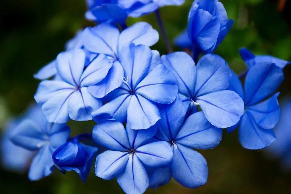 Samolepiaca fototapeta divoké modré kvety - 150x100