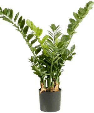 Zamioculcas smaragd Tuft 90 cm