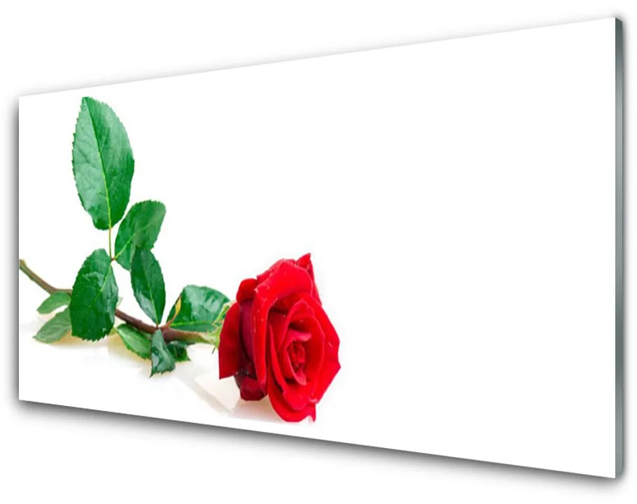 Obraz plexi Ruže kvet rastlina 140x70 cm