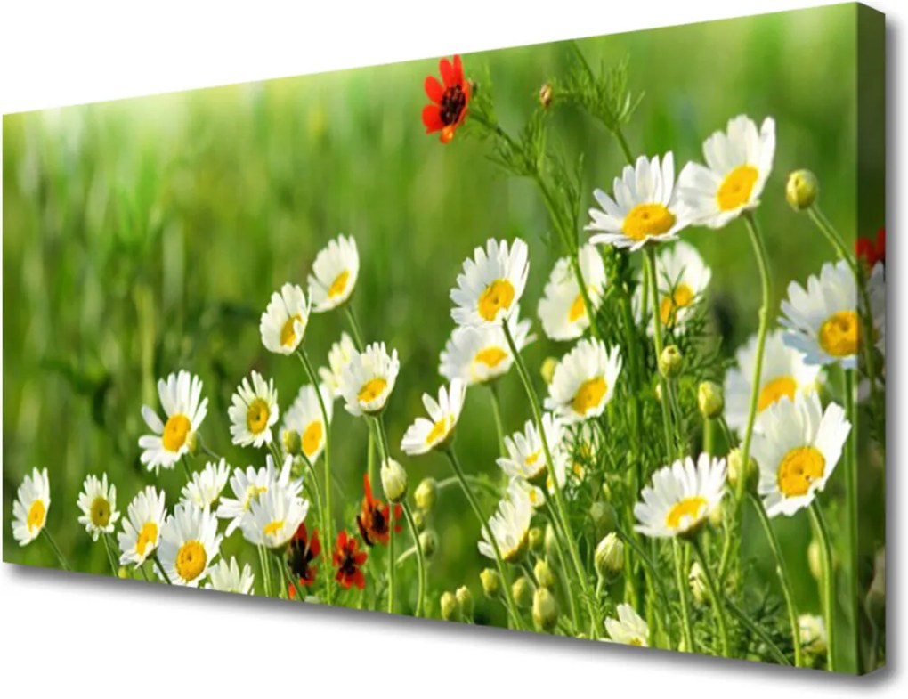 Obraz Canvas Sedmokráska Rastlina Príroda