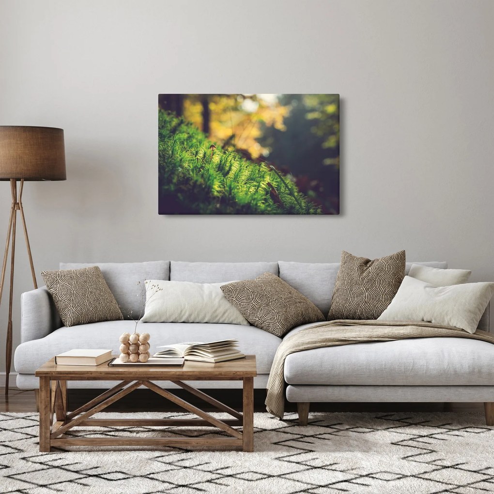 Obraz machu s hubou (90x60 cm)