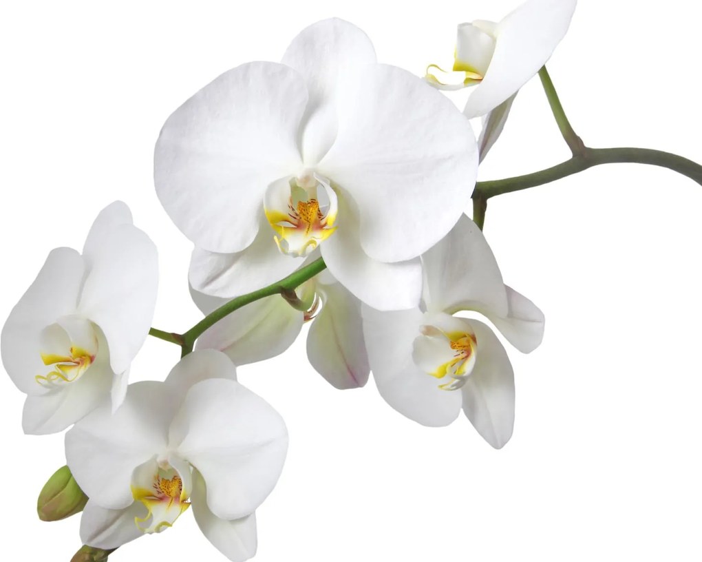 Fototapeta Biela orchidea vlies 416 x 254 cm